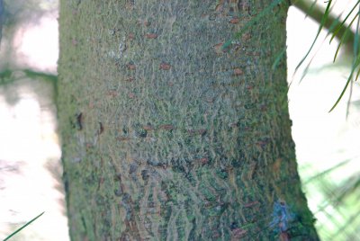 Pinus koraiensis - borovice korejská - kůra